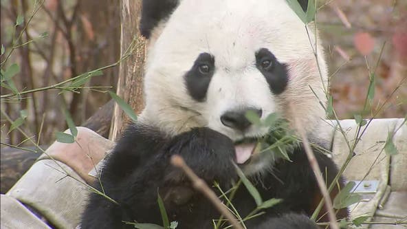 Departure of DC's beloved pandas may signal wider Chinese pullback