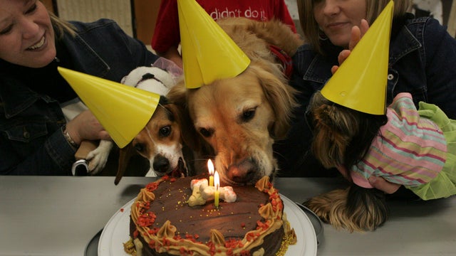 Researchers say there’s a more accurate way to calculate your dog’s age in human years