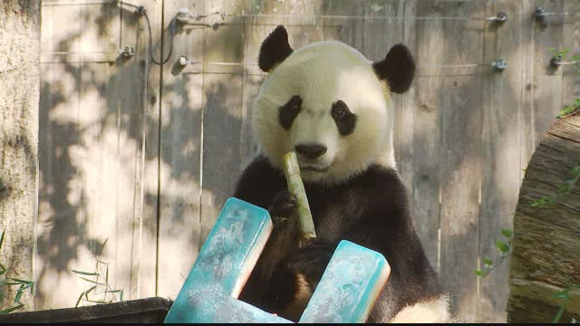 National Zoo launches week of farewell celebrations ahead of Bei Bei’s departure for China
