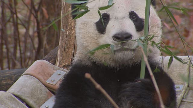 Panda Bei Bei lands safely in China