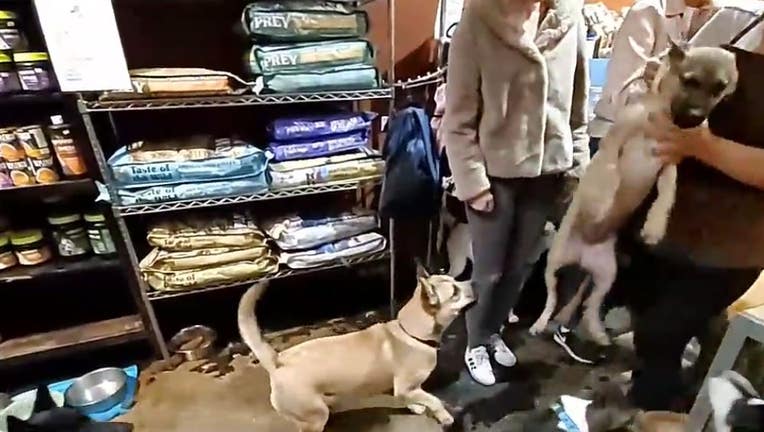 Pet Store Porn - Video: Shocking case of animal abuse at local rescue known ...