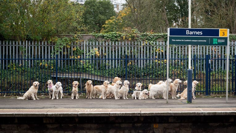 The adorable dogs, dubbed