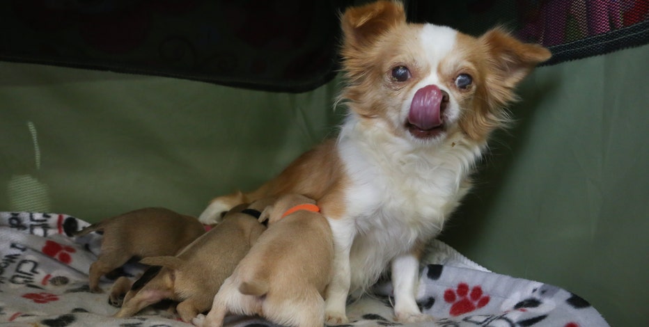 police dog reject adoption