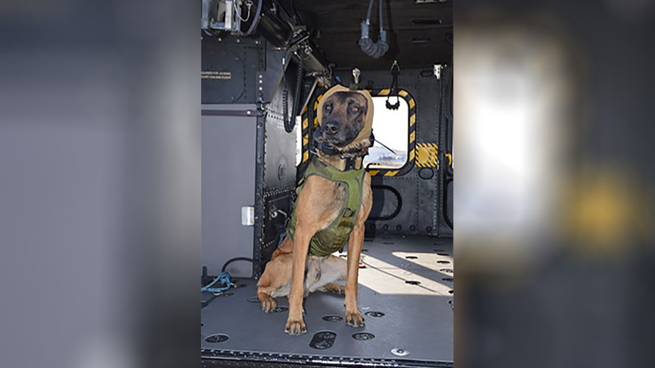 Specialized canine auditory gear developed to protect military dogs from  hearing loss