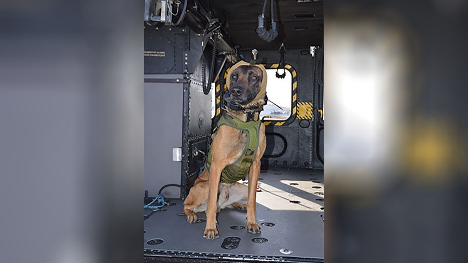 Specialized canine auditory gear developed to protect military dogs from hearing loss Specialized canine auditory gear developed to protect military dogs from hearing loss