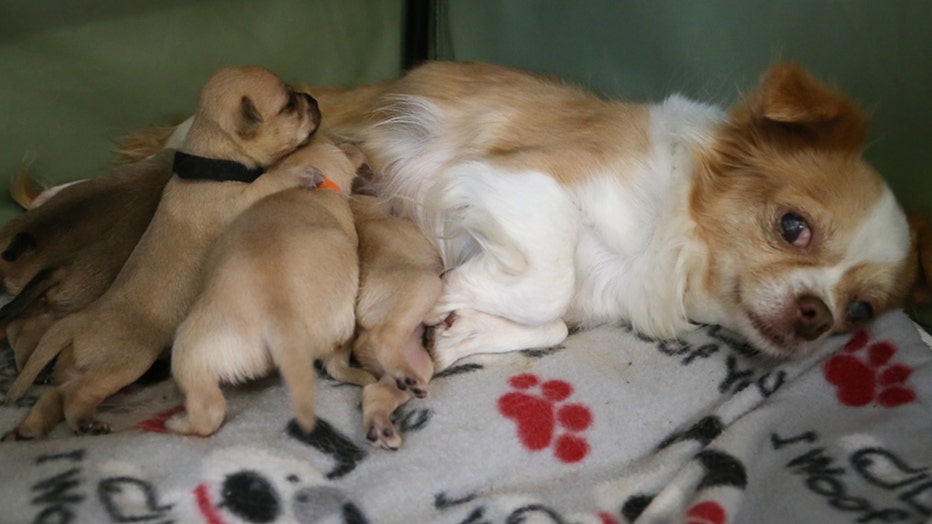 They Are Her Puppies Now Orphaned Puppies Adopted By Dog 5 Days After She Lost Her Own Litter