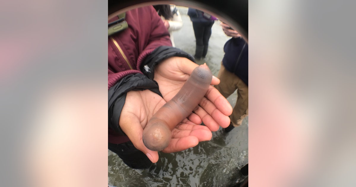 Fat innkeeper worms, also known as 'penis fish,' strand on Marin Beach ...