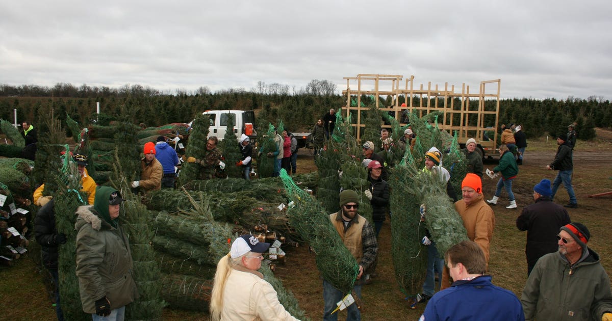 Farm donates more than 400 Christmas trees to military families | FOX 5 DC