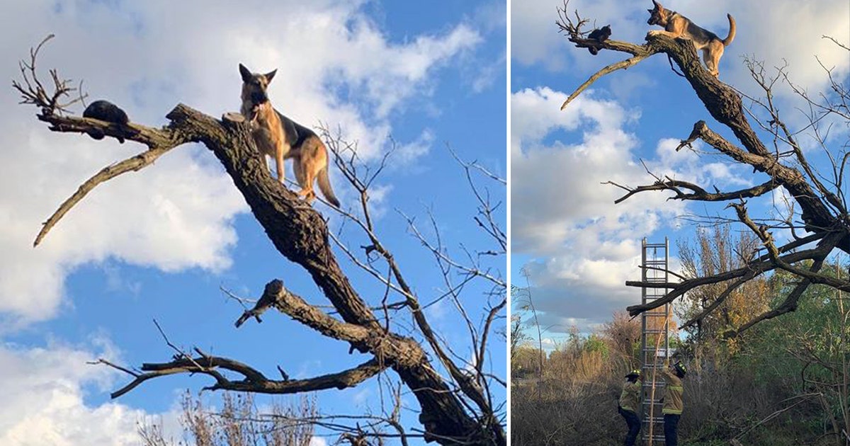 Firefighters rescue dog that chased cat up a tree and got stuck | FOX 5 DC