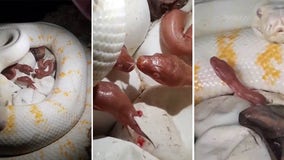 Mother snake curls up around babies at home in Queensland, Australia