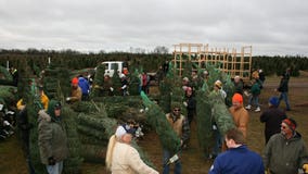 Farm donates more than 400 Christmas trees to military families