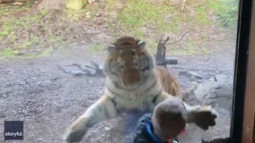 Close Call: Video shows Siberian tiger lunging at boy visiting zoo with family