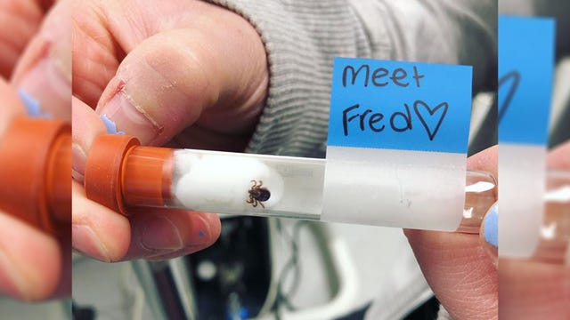 Cutting down a Christmas tree? Clinic warns ‘check your pets and selves’ after tick found in family’s home