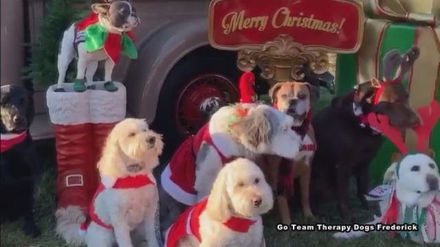 Cuteness Overload! Therapy dogs -- decked out in holiday best -- pose for adorable photo shoot
