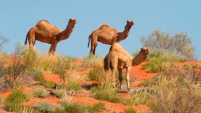 10,000 feral camels at risk of being shot as they search for water amid Australia’s severe drought