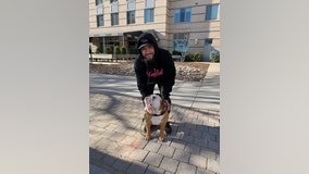 Stolen bulldog reunited with owner in Navy Yard