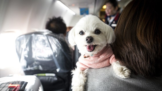 Airlines could ban emotional-support animals under Transportation Department's proposed rule change