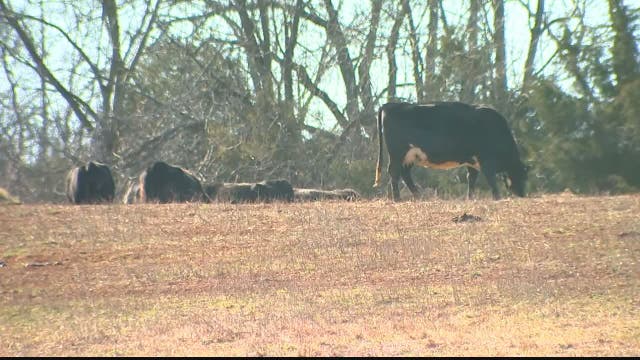 Northern Virginia farmer says cow killer knew what he was doing