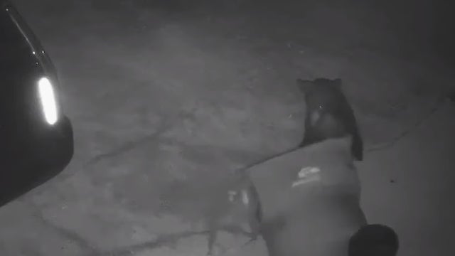 'Beary Bad Problem': Determined Orlando cub makes off with early breakfast from trash can