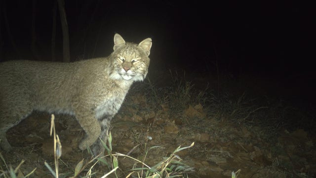 Bobcat caught on camera in the District
