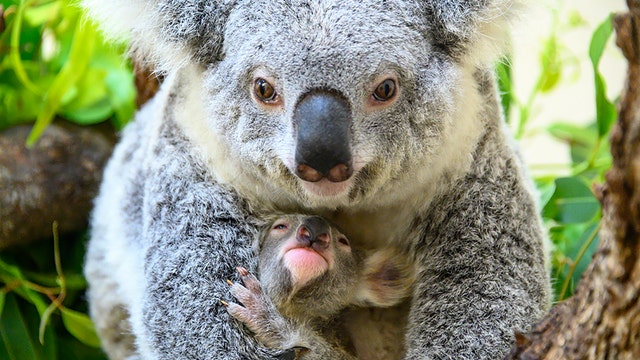 South Florida zoo celebrates birth of baby koala