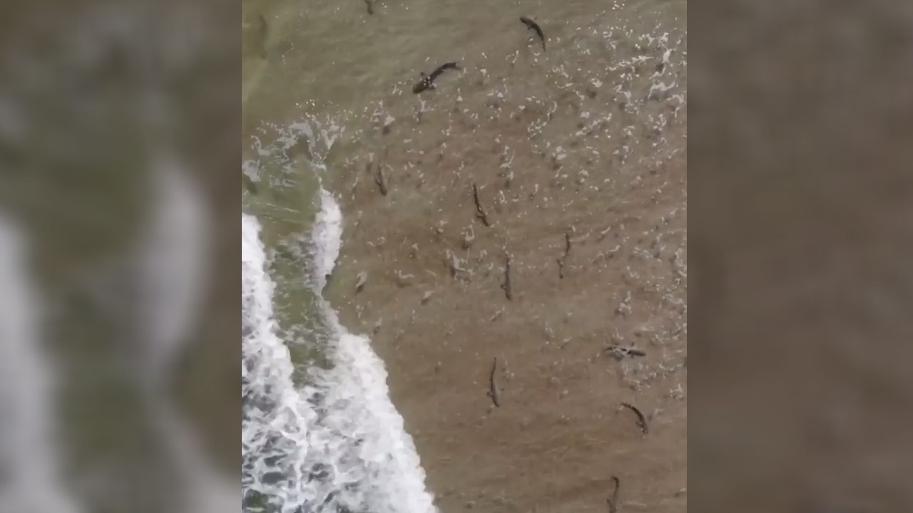 Surfer captures drone footage of sharks gathering in shallow water at