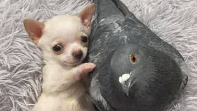 Photos of chihuahua, pigeon cuddling go viral, draw in thousands of donations for non-profit animal rescue