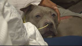 Miracle pup: Dog reunited with family after nearly dying in Fairfax County house fire