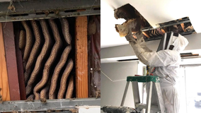 Massive 8-foot-long beehive discovered in ceiling of Virginia apartment