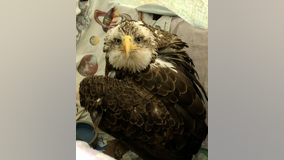 Stafford County deputies rescue injured bald eagle