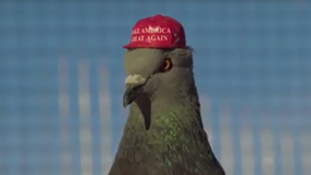 Prank group releases pigeons with MAGA hats over Democratic debate in Las Vegas