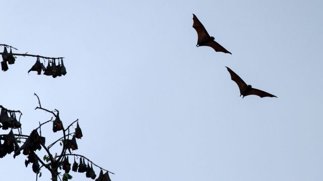 Scientists say virus may have come from bats