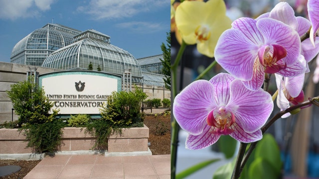 U.S. Botanic Garden celebrates 200th birthday with new exhibitions, features 600 orchids