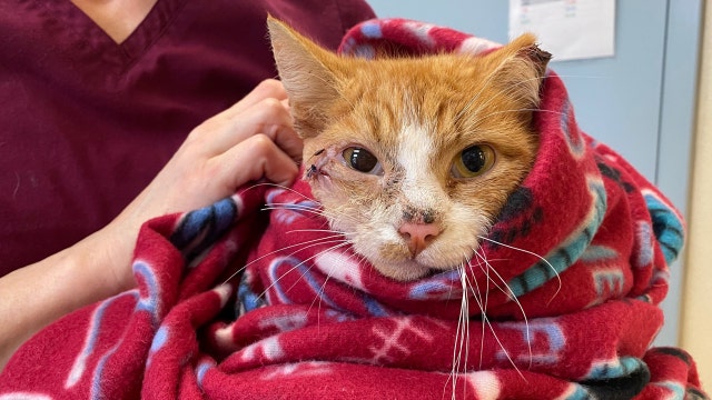 Cat struck with arrow still has ‘long road ahead,’ Arlington County animal advocates say