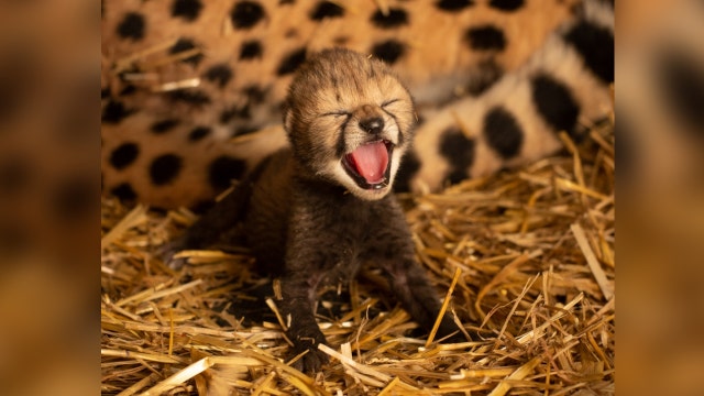 Smithsonian, Ohio zoo team up for world's first in vitro cheetah cubs