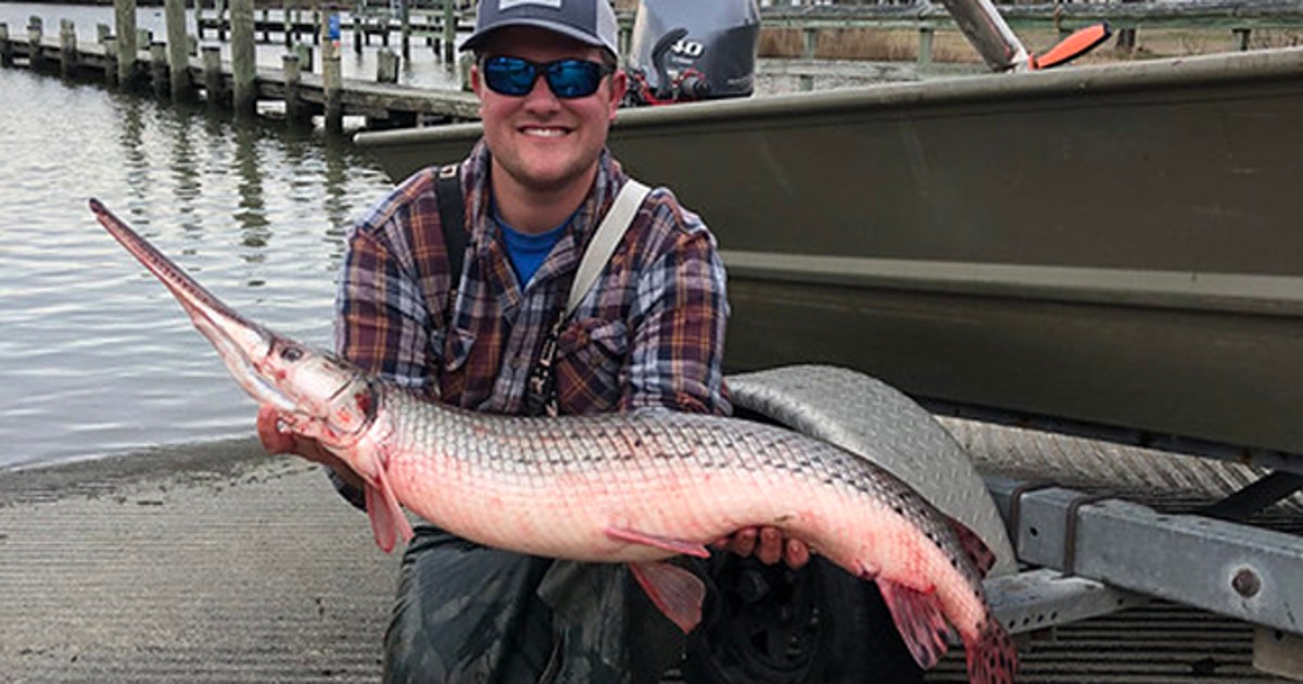 Gatcher Fish Maryland angler hauls in record prehistoric gar fish | FOX 5 DC