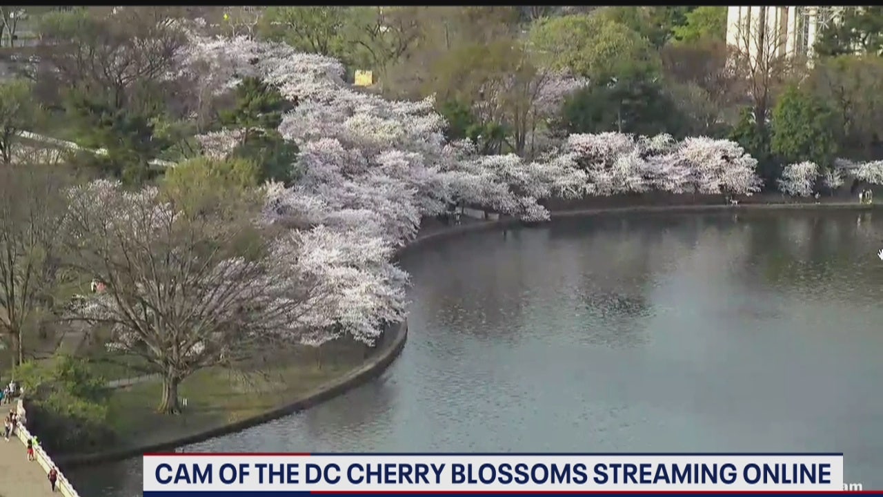 Cherry blossom webcam offers views of peak blooms along Tidal Basin