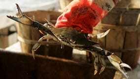 Additional H-2B visas to be released to help Maryland's seafood industry ahead of blue crab season