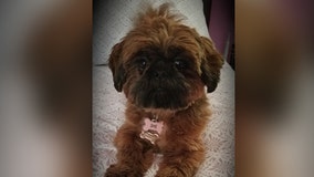 Prince George’s County police looking for puppy reportedly stolen from Riverdale yard