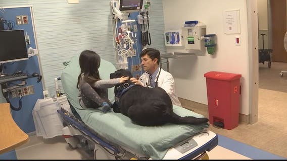 Maryland delegate pushing bill that would require state schools to allow therapy dogs