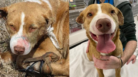 Arrest made after dog had glue poured in ears, shot with BB gun