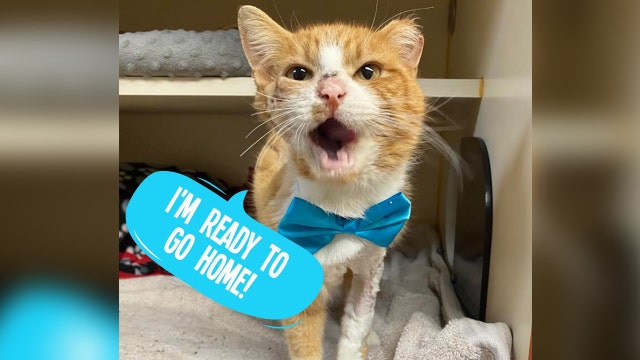 ‘Cupid’ the cat wounded by arrow has recovered and is ready for adoption