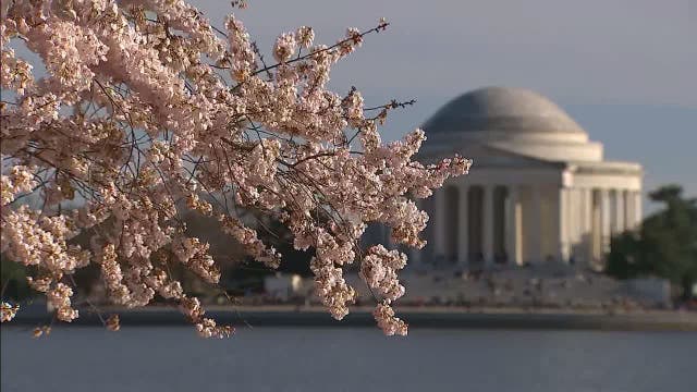 Peak bloom dates for DC cherry blossoms moved up due to warm weather, National Park Service says