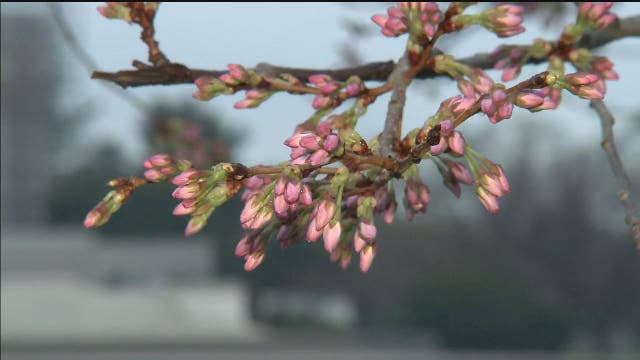 National Cherry Blossom Parade canceled amid coronavirus concerns