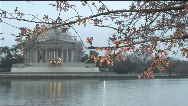 DC cherry blossom visitors will be limited at Tidal Basin, Park Service says