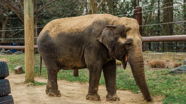 Longtime National Zoo elephant Ambika dies at 72