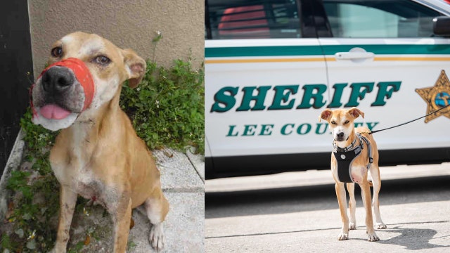 Florida man sentenced to probation for taping dog's mouth shut