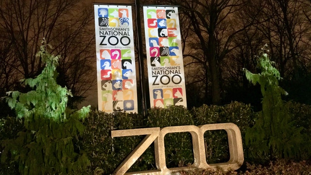 Smithsonian's National Zoo may be closed to visitors, but the animals are still having a blast inside