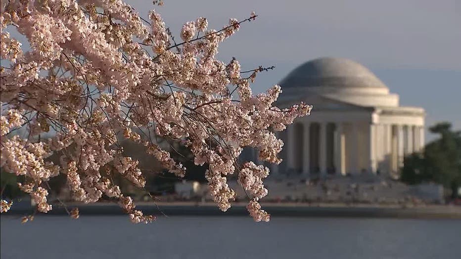 cherry blossoms