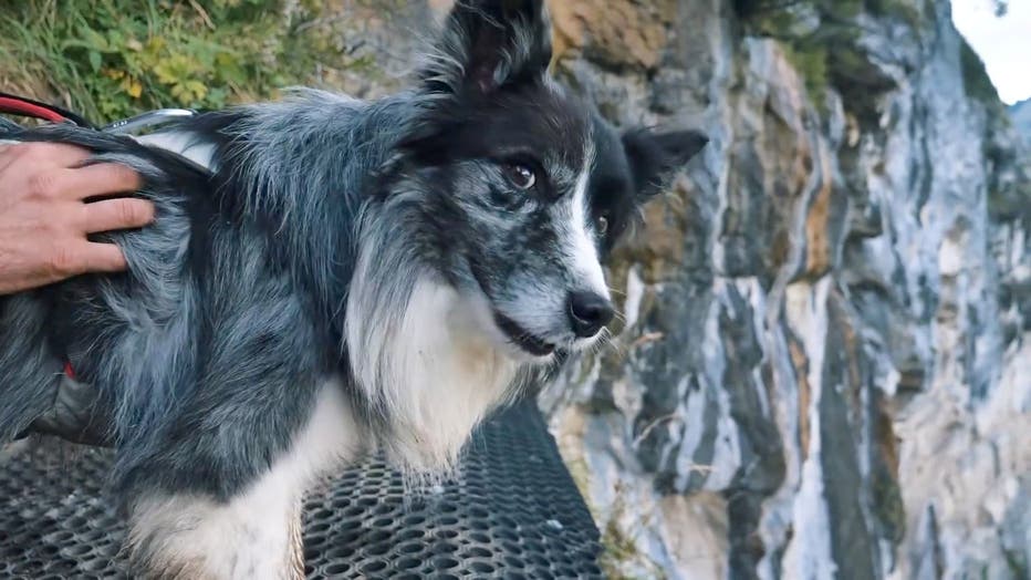 The 6-year-old Kazuza regularly takes part in daredevil stunts with his owner Bruno Valente, 38, and appears to enjoy himself.